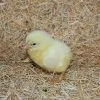 N/A White Leghorn - Cockerel Chicks (Lot of 10 Chicks) - Live Chicks -Livestock Online Store 11eb9dd8fd133b1545a0704786376849f143c6b4 7783054.2