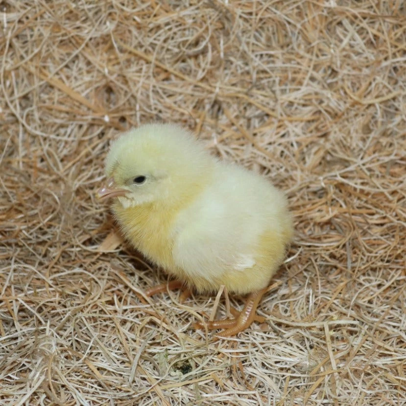 N/A White Leghorn - Cockerel Chicks (Lot of 10 Chicks) - Live Chicks 3 N/A White Leghorn - Cockerel Chicks (Lot of 10 Chicks) - Live Chicks