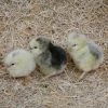 N/A Light Brahma - Pullet Chicks (Lot of 10 Chicks) - Live Chicks