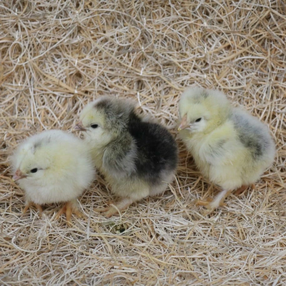 N/A Light Brahma - Pullet Chicks (Lot of 10 Chicks) - Live Chicks 3 N/A Light Brahma - Pullet Chicks (Lot of 10 Chicks) - Live Chicks