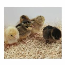 N/A Easter Egger - Straight Run Chicks (Lot of 10 Chicks) - Live Chicks