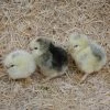 N/A Light Brahma - Straight Run Chicks (Lot of 10 Chicks) - Live Chicks -Livestock Online Store 1efa6549bf2601342a7453f862753473f7d308c8 7783096.2