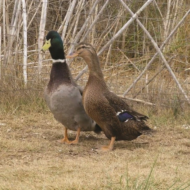 N/A Ducks, Rouen Chicks (Lot of 10 Ducks) - Live Chicks 4 N/A Ducks, Rouen Chicks (Lot of 10 Ducks) - Live Chicks - Image 2