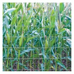 Various Brands 2" x 4" Mesh 4' x 100' 12.5 Gauge Utility Fencing -204800 - Fence and Wire -Livestock Online Store 2d9f10379bbc228fc4bc2476bed0a37529389161 50380042 3