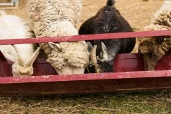 Tarter 4' Trough Feeder - TF4 - Small Animal Feeders 8 Tarter 4' Trough Feeder - TF4 - Small Animal Feeders -Livestock Online Store 33640b5c98b7d75bba2f322004fd9bb0123f6375 TF4 4GoatTroughfeeder L 04