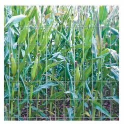 Various Brands 2" x 4" Mesh 3' x 50' 12.5 Gauge Utility Fence - 203650 - Fence and Wire -Livestock Online Store 33ca9d7d5ed122955453c50d0746783c9a0ef8c9 50380039 3