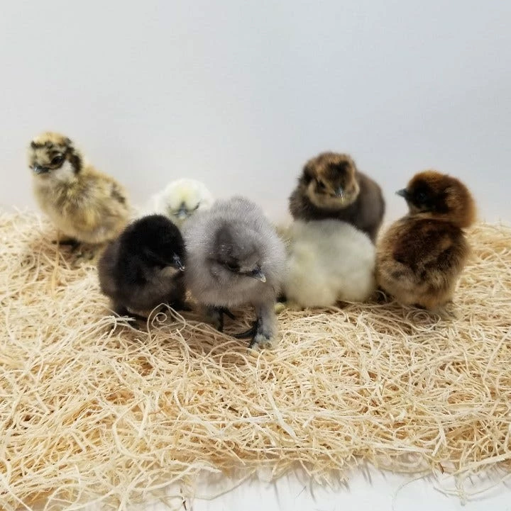 N/A Bantams, Assorted - Straight Run Chicks (Lot of 10 Chicks) - Live Chicks 3 N/A Bantams, Assorted - Straight Run Chicks (Lot of 10 Chicks) - Live Chicks