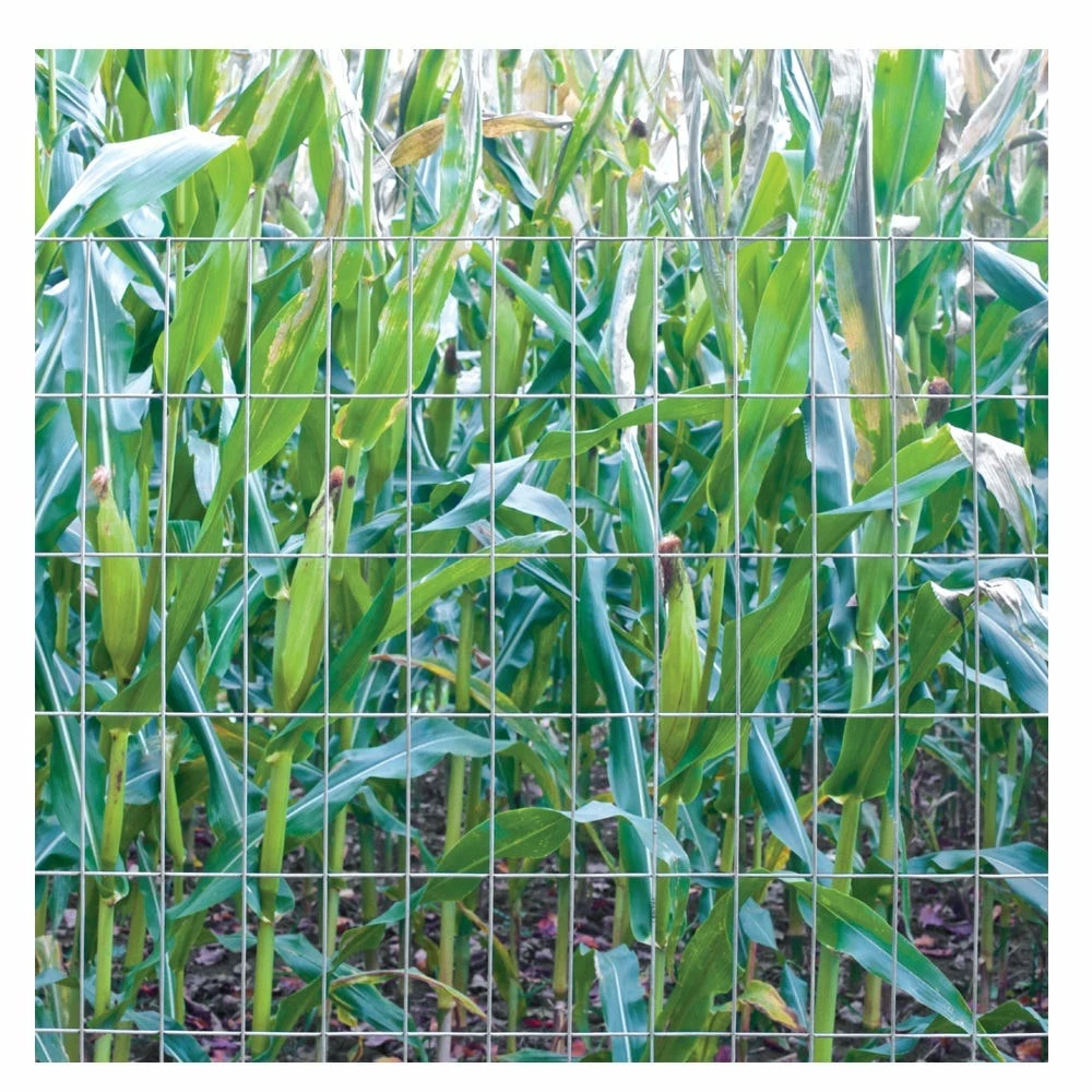 Various Brands 2" x 4" Mesh 4' x 50' 12.5 Gauge Welded Wire Fence - 204850 - Fence and Wire 5 Various Brands 2" x 4" Mesh 4' x 50' 12.5 Gauge Welded Wire Fence - 204850 - Fence and Wire - Image 3