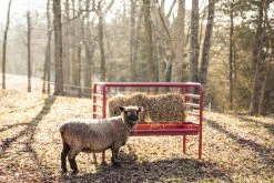 Tarter Dura Tough Small Animal Feeder - DTSAF - Small Animal Equipment -Livestock Online Store 42f099dff691cf143e40e51adf8fd02ca0666e9d DTSAF DuratoughSmallAnimalFeeder L 23