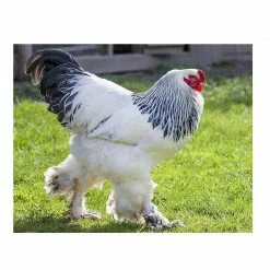 N/A Light Brahma - Pullet Chicks (Lot of 10 Chicks) - Live Chicks 5 N/A Light Brahma - Pullet Chicks (Lot of 10 Chicks) - Live Chicks -Livestock Online Store 45b4a5ad70fa472680ee47542ccd044e5e57bf36 7783159