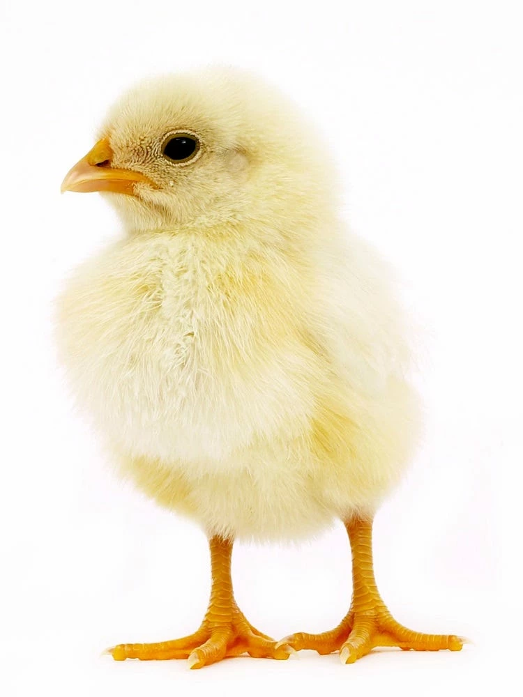 Various Brands Pullet Egg Layer Chicks - Live Chicks 3 Various Brands Pullet Egg Layer Chicks - Live Chicks