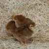 N/A Rhode Island Red - Straight Run Chicks (Lot of 10 Chicks) - Live Chicks -Livestock Online Store 5085e4c08189917d6bd73dc1afa40fe896c5441c 7783102.2