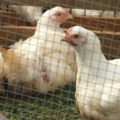 IronRidge 30" x 10' Welded Wire Garden Fence with 1/2" x 1" Openings - 403010 - Fence and Wire -Livestock Online Store 5c03a4741f0a8f7266fa98e4d50fd92b1ec2c252 70370090 4