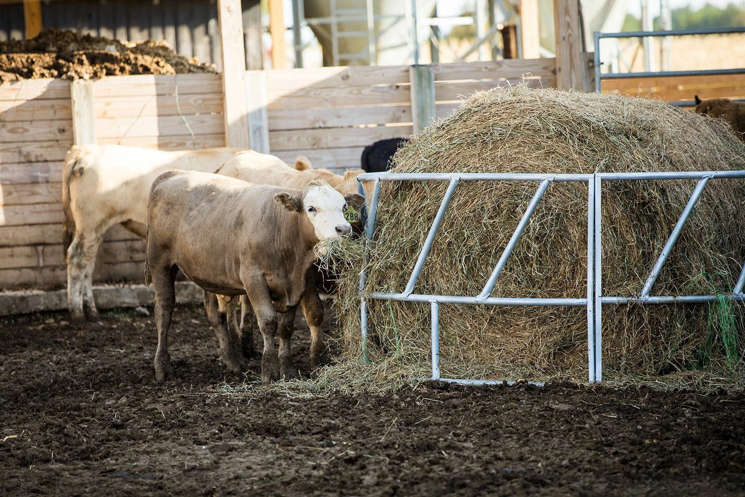 Tarter 3 Piece Valu-Line Bale Feeder, Galvanized - GVLRBF - Cattle Feeders 5 Tarter 3 Piece Valu-Line Bale Feeder, Galvanized - GVLRBF - Cattle Feeders - Image 3