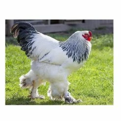 N/A Light Brahma - Straight Run Chicks (Lot of 10 Chicks) - Live Chicks -Livestock Online Store 6c80292e82a8c8da5bf5a15233c9bfb613628009 7783096