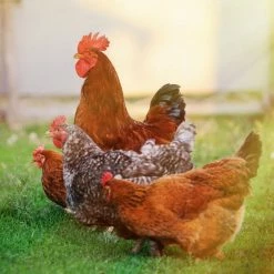 N/A Assorted Brown Egg Production Pack - Straight Run Chicks (Lot of 10 Chicks) - Live Chicks -Livestock Online Store 6f94a464481fca722dbb22f7f687ef2a58f02286 7783063