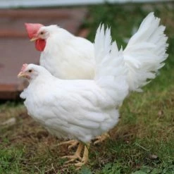 N/A White Leghorn - Cockerel Chicks (Lot of 10 Chicks) - Live Chicks 5 N/A White Leghorn - Cockerel Chicks (Lot of 10 Chicks) - Live Chicks -Livestock Online Store 70f14030d8335cce9775515f9a0ad13f680fbde1 7783054
