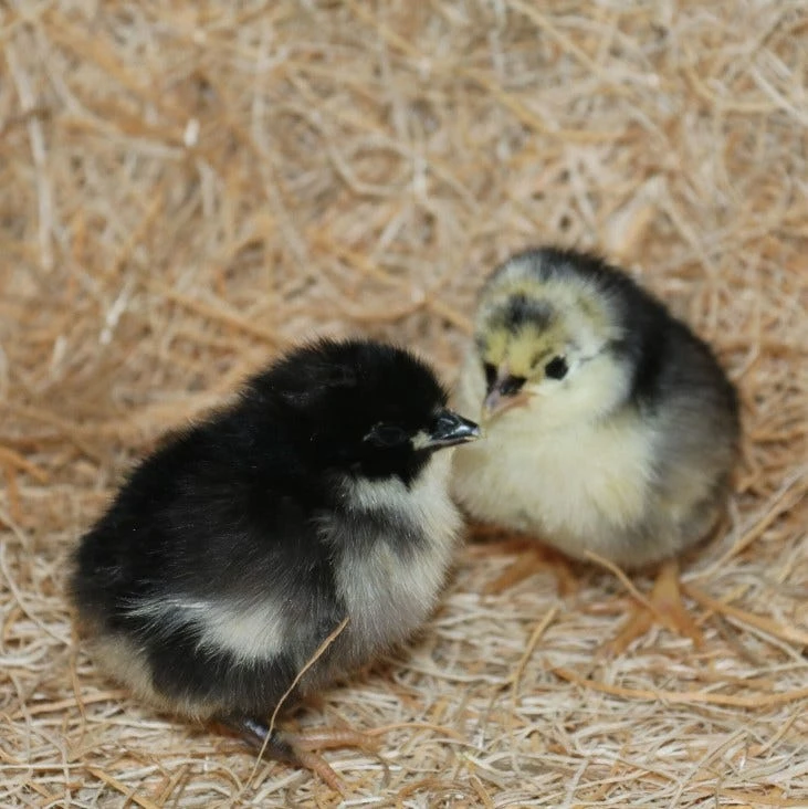 N/A Black Australorp - Cockerel Chicks (Lot of 10 Chicks) - Live Chicks 3 N/A Black Australorp - Cockerel Chicks (Lot of 10 Chicks) - Live Chicks