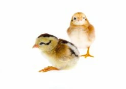 Various Brands Assorted Breed Straight Run Chicks - Live Chicks