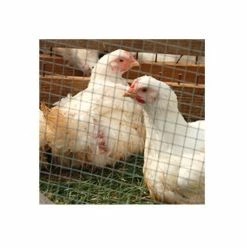 IronRidge 24" x 25' Welded Wire Fence with 1" x 2 Openings - 432425 - Fence and Wire 11 IronRidge 24" x 25' Welded Wire Fence with 1" x 2 Openings - 432425 - Fence and Wire -Livestock Online Store 800aeae3ef39cdea566debb022dad27585388d6b 99490362 5