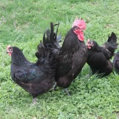 N/A Black Australorp - Cockerel Chicks (Lot of 10 Chicks) - Live Chicks 5 N/A Black Australorp - Cockerel Chicks (Lot of 10 Chicks) - Live Chicks -Livestock Online Store 879d8334a219431894d3e855afe8746f3bda880b 7783010
