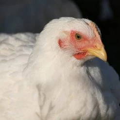 N/A Cornish Cross Broiler - Straight Run Chicks (Lot of 10 Chicks) - Live Chicks -Livestock Online Store 9aa9e6ab6979d1213df0855f8e6b09ddd32b6b12 7783057