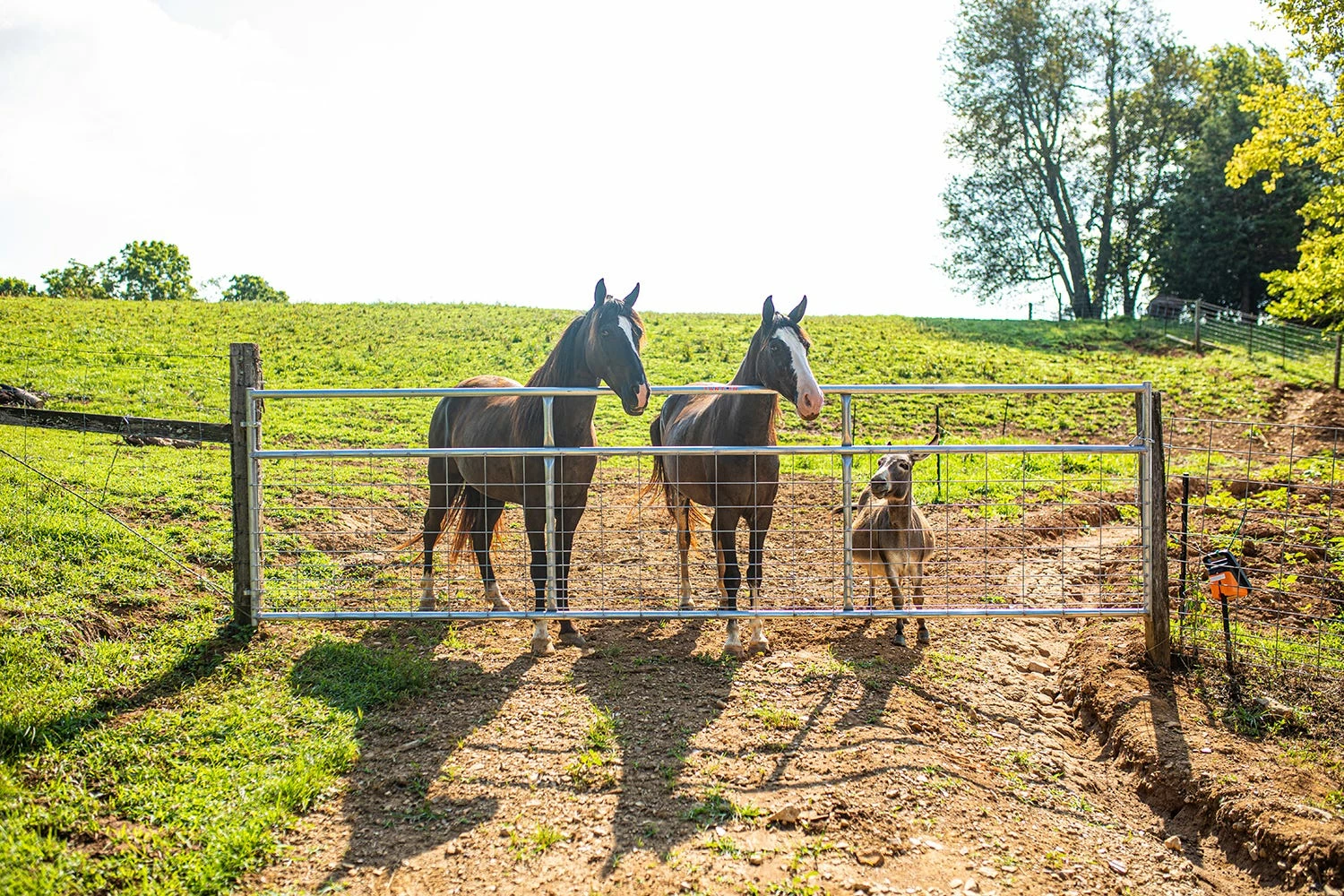 Tarter 8' 2" x 4" Wire Filled Gate, Gray - WFGGR8 - Gates & Corrals 7 Tarter 8' 2" x 4" Wire Filled Gate, Gray - WFGGR8 - Gates & Corrals - Image 5