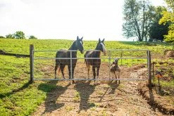 Tarter 12' 2 x 4 Wire Filled Gate, Green - WFGG12 - Gates & Corrals 12 Tarter 12' 2 x 4 Wire Filled Gate, Green - WFGG12 - Gates & Corrals -Livestock Online Store b36bf7d6d94157dd9edfd12f4899347f89403a09 WGSC WatchmanSCGalvWireMeshGate LS 15 2