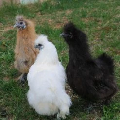 N/A Bantams, Assorted - Straight Run Chicks (Lot of 10 Chicks) - Live Chicks 5 N/A Bantams, Assorted - Straight Run Chicks (Lot of 10 Chicks) - Live Chicks -Livestock Online Store b9318373bb610ddbcabb087bac132c32f79e5c46 7783171