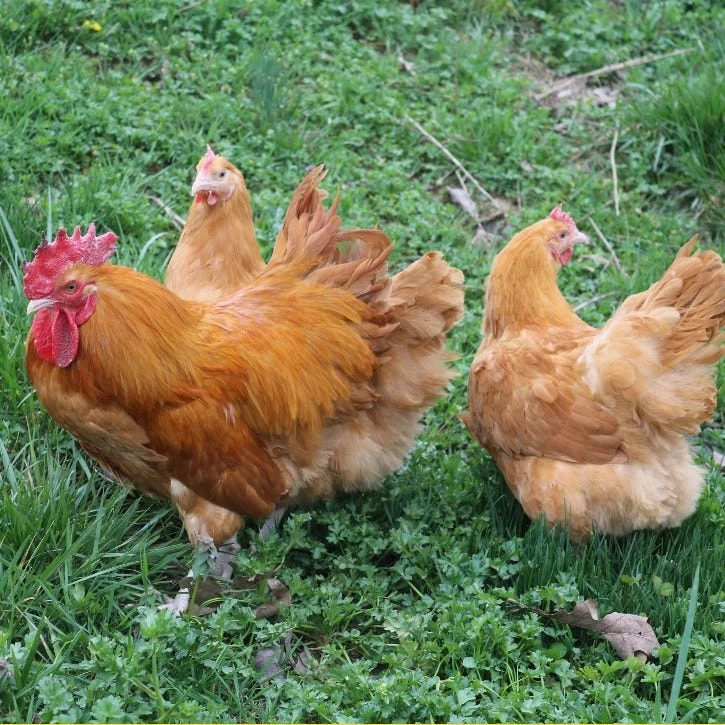 N/A Buff Orpington - Cockerel Chicks (Lot of 10 Chicks) - Live Chicks 4 N/A Buff Orpington - Cockerel Chicks (Lot of 10 Chicks) - Live Chicks - Image 2