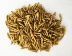 Various Brands Dried Soldier Fly Larvae, 10 oz - DFF10OZ - Supplements