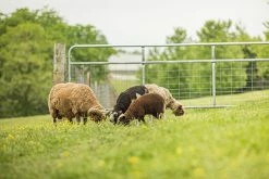 Tarter 6' 2" x 4" Wire Filled Gate, Black - WFGBL6 - Gates & Corrals -Livestock Online Store db3bfc5d4cfacfa4400150567947323dc63c864f WG WatchmanGalvWireMeshGate LS 04 13