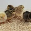 N/A Easter Egger - Cockerel Chicks (Lot of 10 Chicks) - Live Chicks