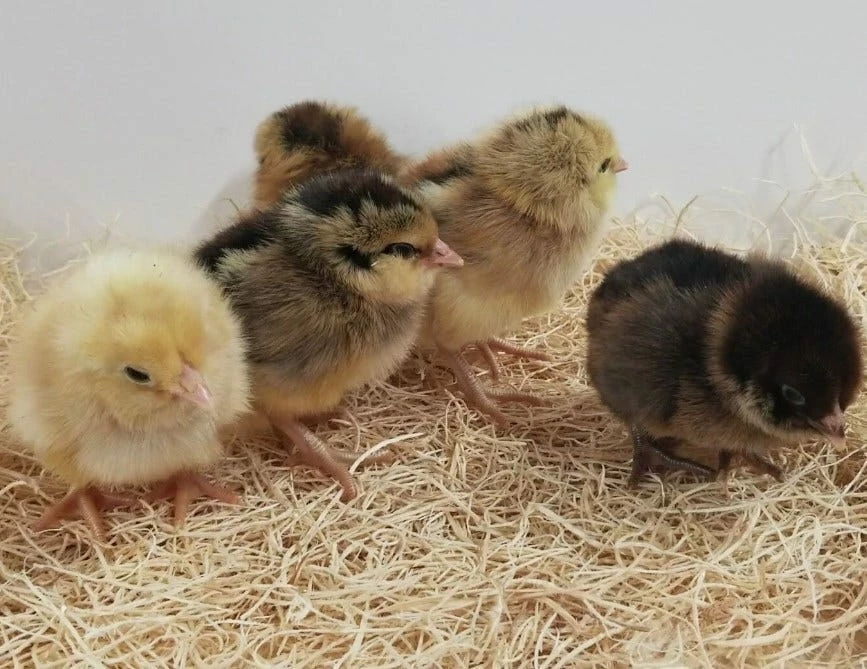 N/A Easter Egger - Cockerel Chicks (Lot of 10 Chicks) - Live Chicks 3 N/A Easter Egger - Cockerel Chicks (Lot of 10 Chicks) - Live Chicks