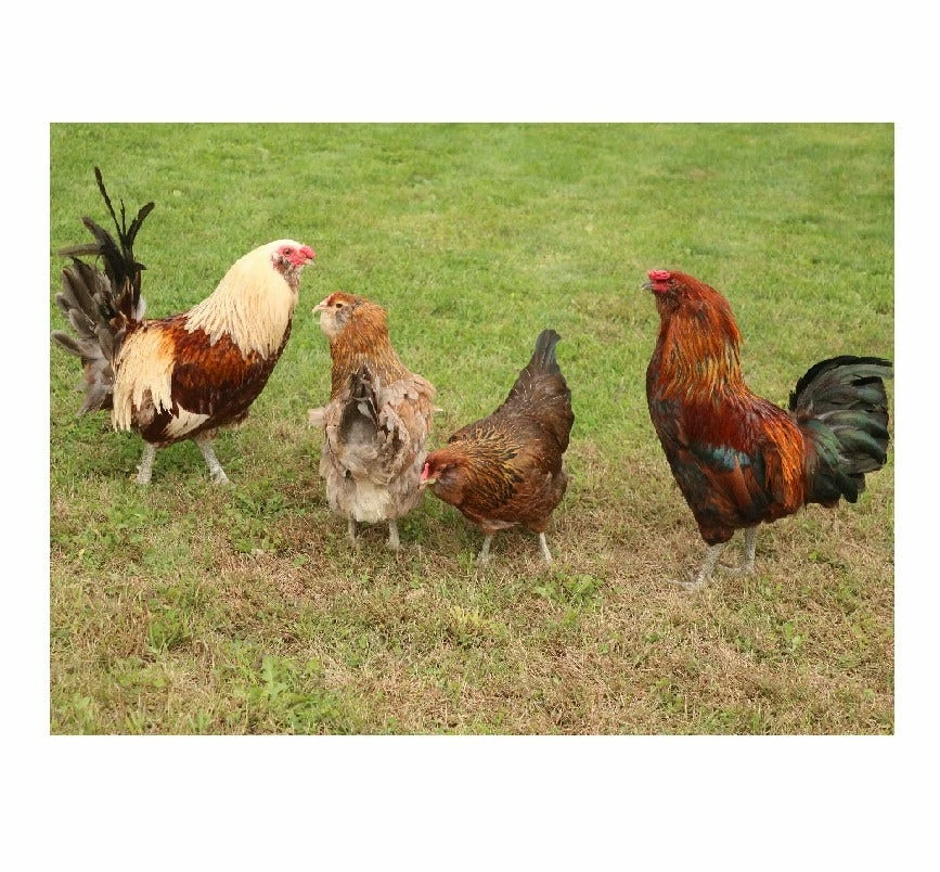 N/A Easter Egger - Cockerel Chicks (Lot of 10 Chicks) - Live Chicks 4 N/A Easter Egger - Cockerel Chicks (Lot of 10 Chicks) - Live Chicks - Image 2