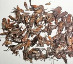 Various Brands 5oz Dried Crickets DCRKT5OZ - Supplements -Livestock Online Store ee8103b5e7888dd46151ab07db6daa4e0f5e9d79 41610001 41610001 image 41610001