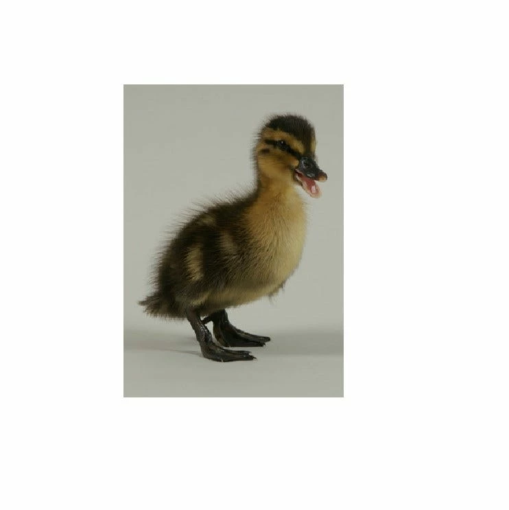 N/A Ducks, Rouen Chicks (Lot of 10 Ducks) - Live Chicks 3 N/A Ducks, Rouen Chicks (Lot of 10 Ducks) - Live Chicks