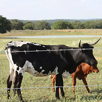 Livestock Online Store 17 Livestock Online Store -Livestock Online Store 118293 3