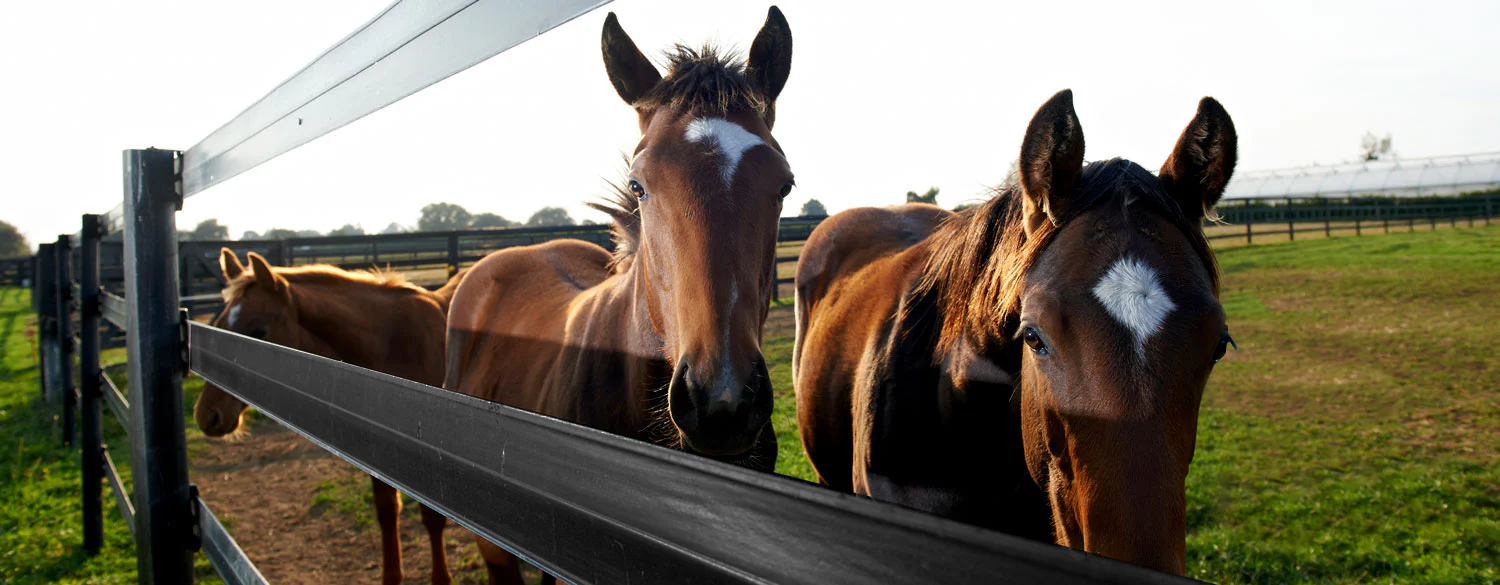 Livestock Online Store 2 Livestock Online Store -Livestock Online Store